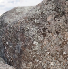 Pseudemoia spenceri at Tennent, ACT - 20 Apr 2019