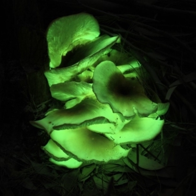 Omphalotus nidiformis (Ghost Fungus) at Ben Boyd National Park - 19 Apr 2019 by Allan