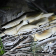 Omphalotus nidiformis at Eden, NSW - 19 Apr 2019 08:59 PM