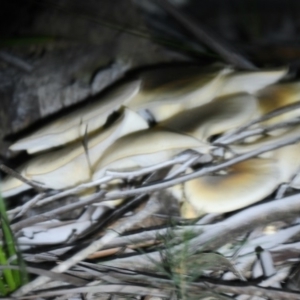 Omphalotus nidiformis at Eden, NSW - 19 Apr 2019