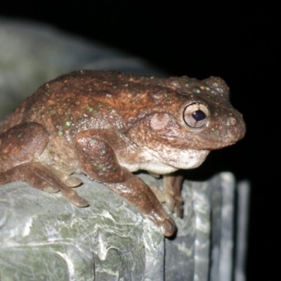 Litoria peronii (Peron's Tree Frog, Emerald Spotted Tree Frog) at Ulladulla - Millards Creek - 19 Apr 2019 by CRSImages