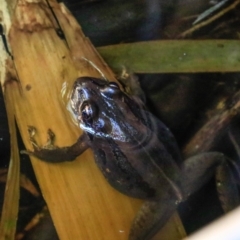 Limnodynastes peronii (Brown-striped Frog) at Ulladulla - Millards Creek - 20 Apr 2019 by CRSImages