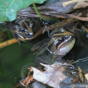 Limnodynastes peronii at Ulladulla, NSW - 20 Apr 2019 10:00 AM