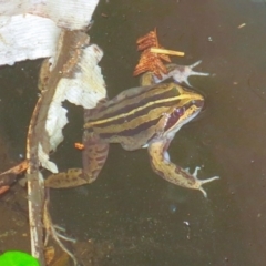 Limnodynastes peronii at Ulladulla, NSW - 20 Apr 2019 10:00 AM