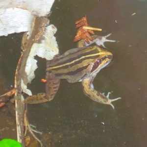 Limnodynastes peronii at Ulladulla, NSW - 20 Apr 2019