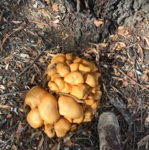 Gymnopilus junonius at Nanima, NSW - 21 Apr 2019 10:47 AM