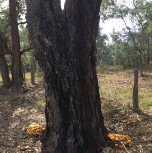 Gymnopilus junonius at Nanima, NSW - 21 Apr 2019 10:47 AM