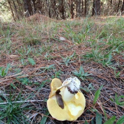 Suillus sp. (A bolete ) at Molonglo Valley, ACT - 19 Apr 2019 by AaronClausen