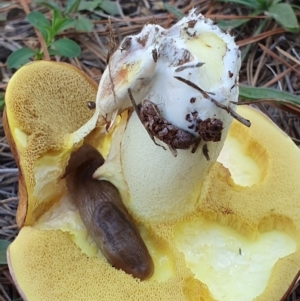 Suillus sp. at Molonglo Valley, ACT - 19 Apr 2019 02:56 PM