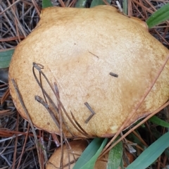 Suillus sp. at Molonglo Valley, ACT - 19 Apr 2019 02:56 PM