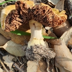 Unidentified at Molonglo Valley, ACT - 19 Apr 2019 by AaronClausen