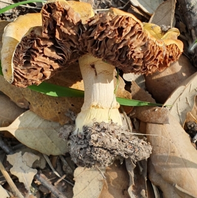 Amanita sp. at Molonglo Valley, ACT - 19 Apr 2019 by AaronClausen