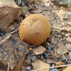 Bovista (A puffball) at Molonglo Valley, ACT - 19 Apr 2019 by AaronClausen