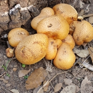 Gymnopilus junonius at Molonglo Valley, ACT - 19 Apr 2019