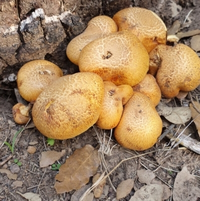 Gymnopilus junonius (Spectacular Rustgill) at Molonglo Valley, ACT - 19 Apr 2019 by AaronClausen