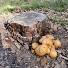 Gymnopilus junonius at Molonglo Valley, ACT - 19 Apr 2019