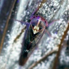 Cicadellidae (family) (Unidentified leafhopper) at O'Connor, ACT - 15 Jan 2019 by ibaird