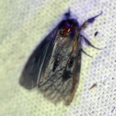 Leptocneria reducta (White Cedar Moth) at O'Connor, ACT - 15 Jan 2019 by ibaird