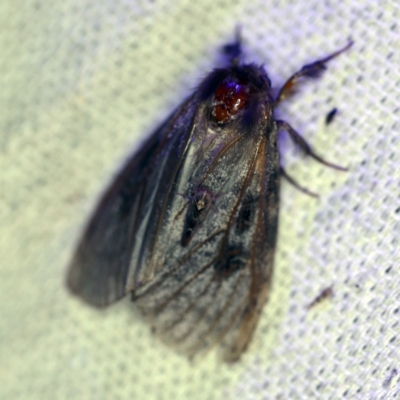 Leptocneria reducta (White Cedar Moth) at O'Connor, ACT - 15 Jan 2019 by ibaird