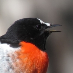 Petroica boodang (Scarlet Robin) at Carwoola, NSW - 20 Apr 2019 by KumikoCallaway
