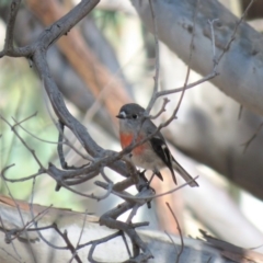 Petroica boodang at Carwoola, NSW - 20 Apr 2019