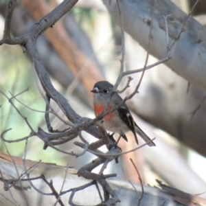 Petroica boodang at Carwoola, NSW - 20 Apr 2019 09:58 AM