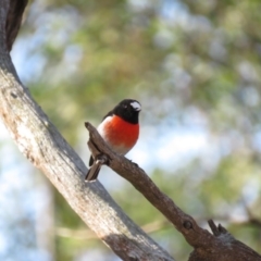 Petroica boodang at Carwoola, NSW - 20 Apr 2019 09:58 AM