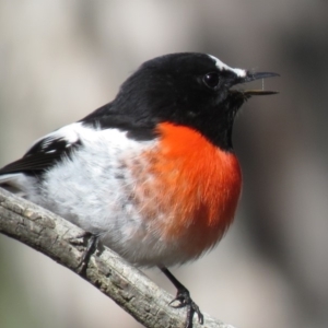 Petroica boodang at Carwoola, NSW - 20 Apr 2019 09:58 AM