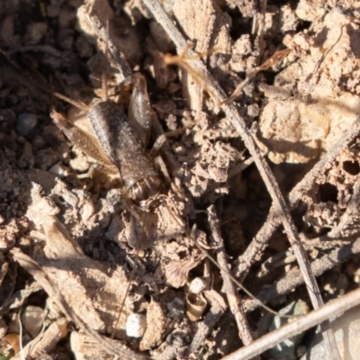 Lepidogryllus sp. (genus) (A cricket) at Cotter Reserve - 20 Apr 2019 by rawshorty