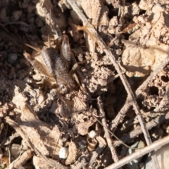 Lepidogryllus sp. (genus) (A cricket) at Uriarra Village, ACT - 20 Apr 2019 by rawshorty