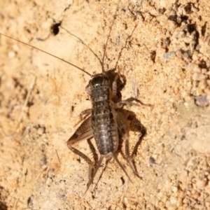 Lepidogryllus sp. (genus) at Uriarra Village, ACT - 20 Apr 2019