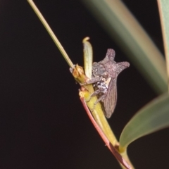 Ceraon sp. (genus) (2-horned tree hopper) at Cotter Reserve - 20 Apr 2019 by rawshorty