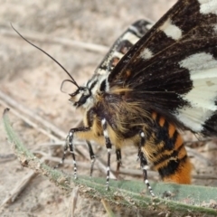 Apina callisto (Pasture Day Moth) at Dunlop, ACT - 21 Apr 2019 by Laserchemisty