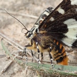 Apina callisto at Dunlop, ACT - 21 Apr 2019 01:58 PM