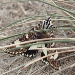 Apina callisto at Dunlop, ACT - 21 Apr 2019 01:58 PM