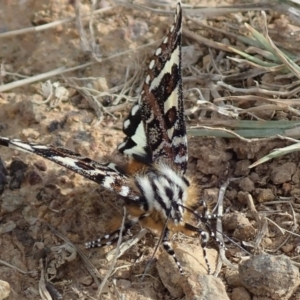 Apina callisto at Fraser, ACT - 21 Apr 2019 02:31 PM