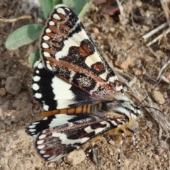 Apina callisto at Fraser, ACT - 21 Apr 2019 02:31 PM