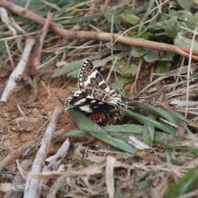 Apina callisto (Pasture Day Moth) at Hughes Grassy Woodland - 21 Apr 2019 by LisaH