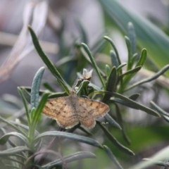 Scopula rubraria (Reddish Wave, Plantain Moth) at Hughes Grassy Woodland - 21 Apr 2019 by LisaH