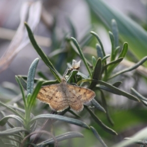 Scopula rubraria at Hughes, ACT - 21 Apr 2019 06:41 PM