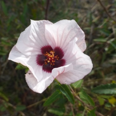 Pavonia hastata (Spearleaf Swampmallow) at Aranda, ACT - 21 Apr 2019 by RWPurdie