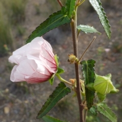 Pavonia hastata at Aranda, ACT - 21 Apr 2019