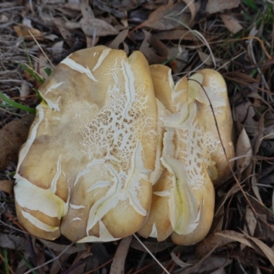 zz agaric (stem; gills white/cream) at Red Hill to Yarralumla Creek - 21 Apr 2019 by JackyF