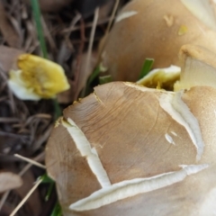 zz agaric (stem; gills white/cream) at Hughes, ACT - 21 Apr 2019