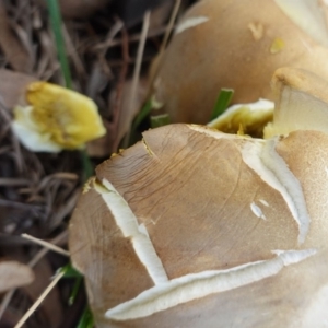 zz agaric (stem; gills white/cream) at Hughes, ACT - 21 Apr 2019 04:00 PM