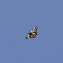 Delias aganippe (Spotted Jezebel) at Michelago, NSW - 18 Apr 2019 by Illilanga
