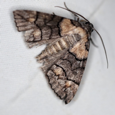 Dysbatus singularis (Dry-country Line-moth) at O'Connor, ACT - 29 Jan 2019 by ibaird