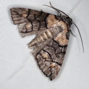 Dysbatus singularis at O'Connor, ACT - 29 Jan 2019