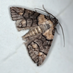 Dysbatus singularis at O'Connor, ACT - 29 Jan 2019