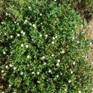 Geranium solanderi at O'Malley, ACT - 20 Apr 2019 03:20 PM